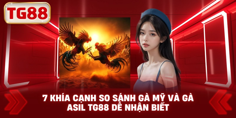 7 Khía Cạnh So Sánh Gà Mỹ Và Gà Asil TG88 Dễ Nhận Biết