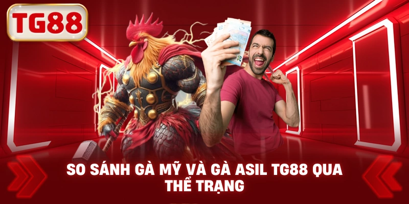 So Sánh Gà Mỹ Và Gà Asil TG88 Qua Thể Trạng