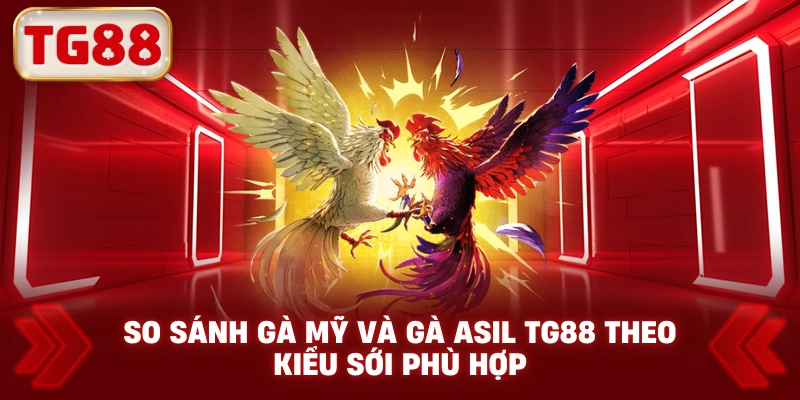 So Sánh Gà Mỹ Và Gà Asil TG88 Theo Kiểu Sới Phù Hợp