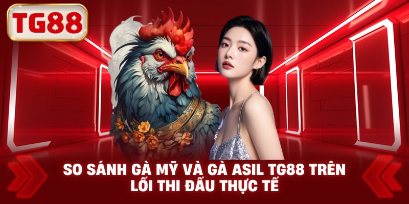 So Sánh Gà Mỹ Và Gà Asil TG88 Trên Lối Thi Đấu Thực Tế